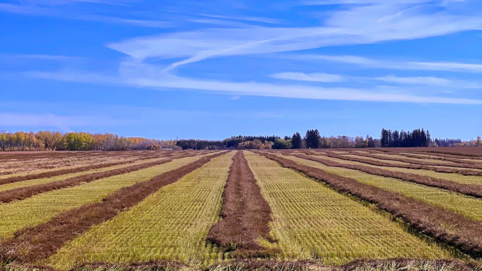 Farm Field